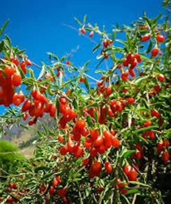3 Goji Berry Live Plants - Lycium barbarum Fruit Starter Plants - Image 1