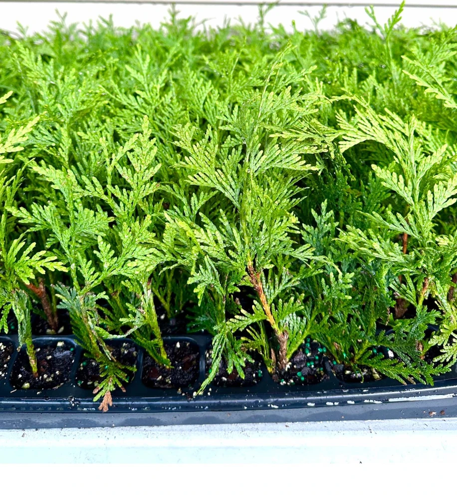 3 Green Giant Arborvitae Starter Plants - Evergreen Privacy Tree, 6-12 inch, Bare Root - Image 2