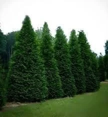 3 Green Giant Arborvitae Starter Plants - Evergreen Privacy Tree, 6-12 inch, Bare Root - Image 3
