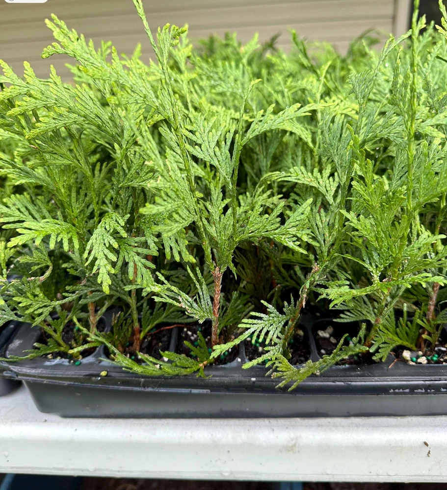 3 Green Giant Arborvitae Starter Plants - Evergreen Privacy Tree, 6-12 inch, Bare Root - Image 4