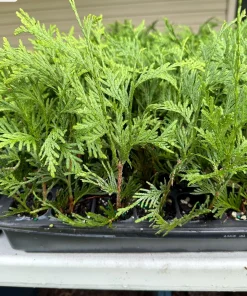 3 Green Giant Arborvitae Starter Plants - Evergreen Privacy Tree, 6-12 inch, Bare Root - Image 5