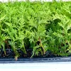 3 Green Giant Arborvitae Starter Plants - Evergreen Privacy Tree, 6-12 inch, Bare Root - Image 1