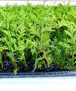 3 Green Giant Arborvitae Starter Plants - Evergreen Privacy Tree, 6-12 inch, Bare Root - Image 1