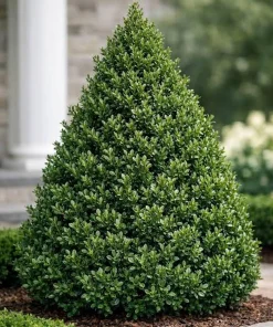3 Green Mountain Boxwood Live Plants - Cold Hardy Evergreen Shrub for Hedges - Image 2