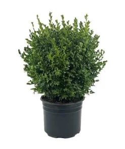 3 Green Mountain Boxwood Live Plants - Cold Hardy Evergreen Shrub for Hedges - Image 3