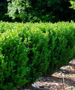 3 Green Mountain Boxwood Live Plants - Cold Hardy Evergreen Shrub for Hedges - Image 4