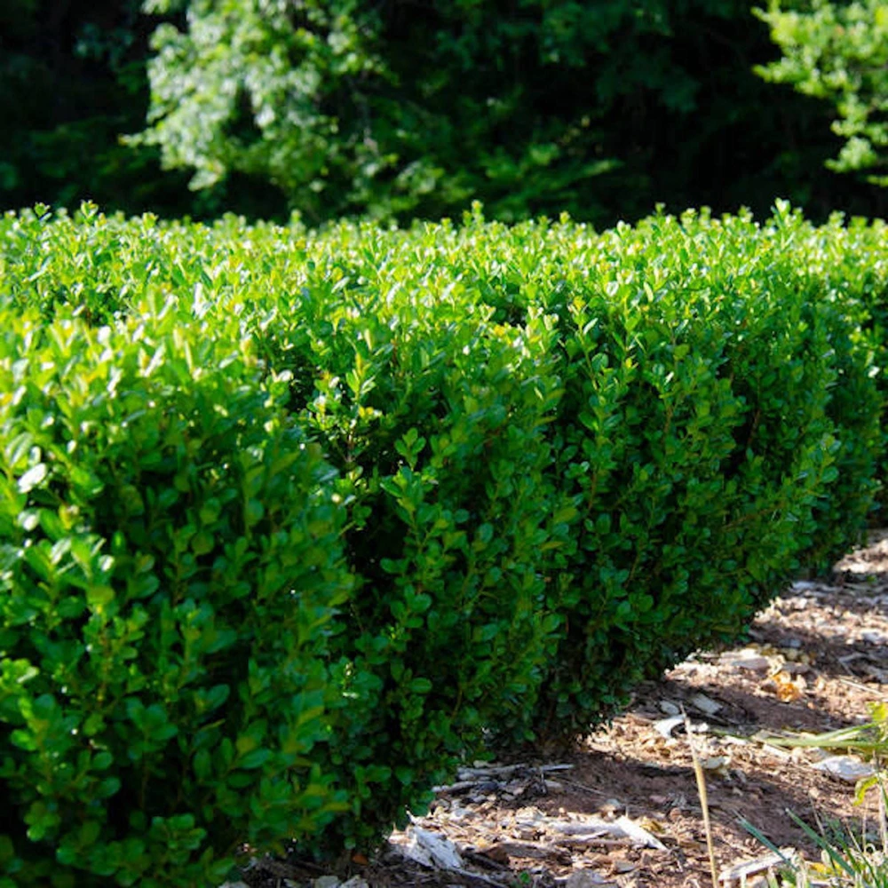 3 Green Mountain Boxwood Live Plants - Cold Hardy Evergreen Shrub for Hedges - Image 4