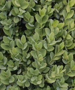3 Green Mountain Boxwood Live Plants - Cold Hardy Evergreen Shrub for Hedges - Image 5