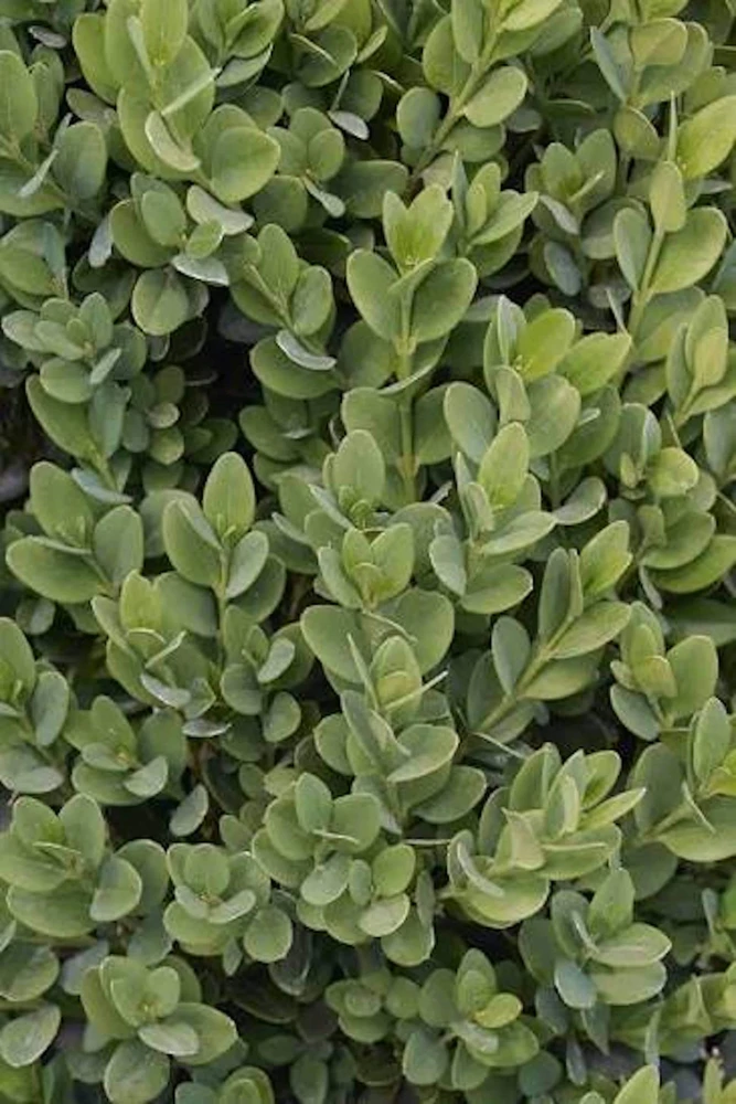 3 Green Mountain Boxwood Live Plants - Cold Hardy Evergreen Shrub for Hedges - Image 5
