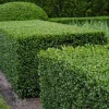 3 Green Mountain Boxwood Live Plants - Cold Hardy Evergreen Shrub for Hedges - Image 1