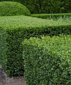 3 Green Mountain Boxwood Live Plants - Cold Hardy Evergreen Shrub for Hedges - Image 1