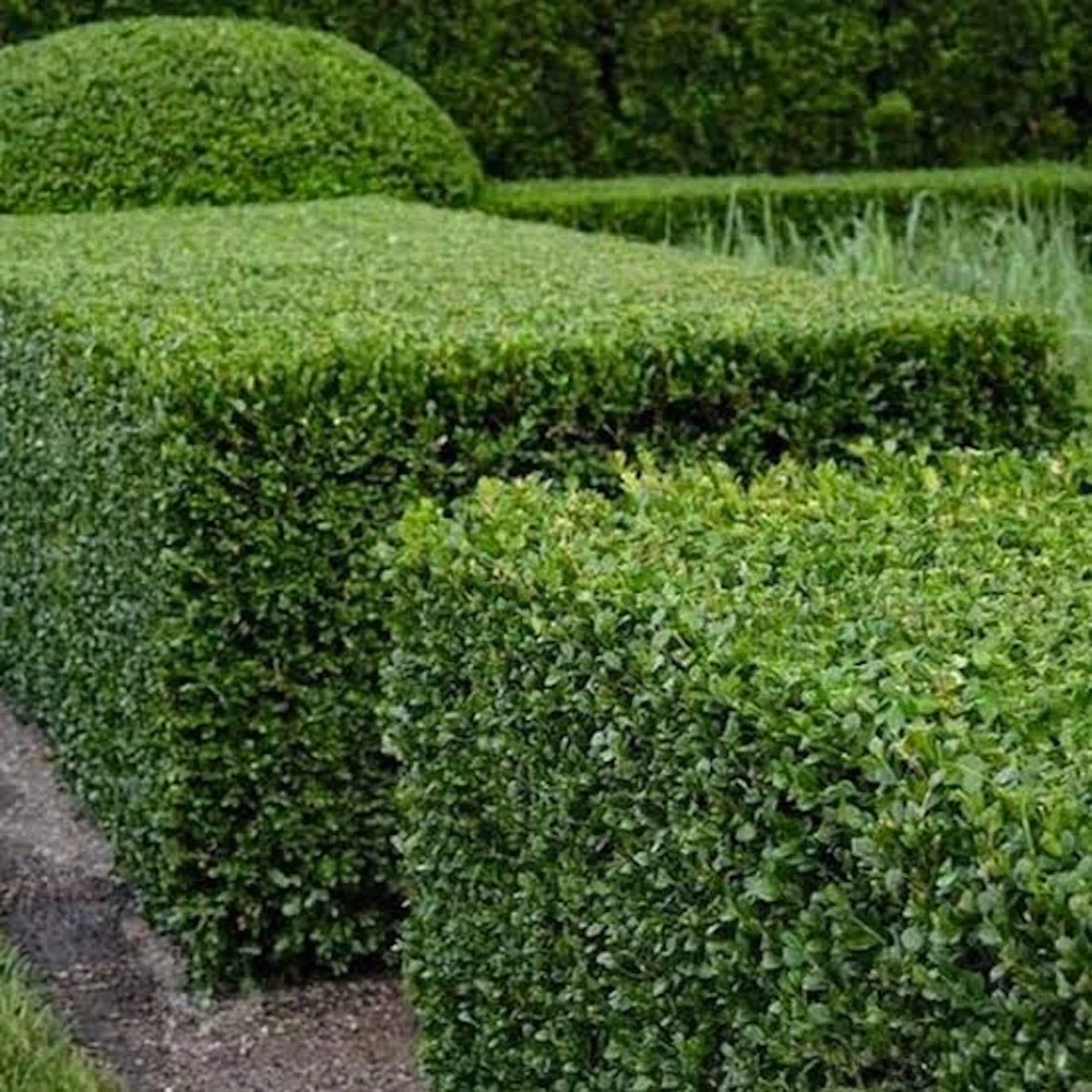 3 Green Mountain Boxwood Live Plants - Cold Hardy Evergreen Shrub for Hedges - Image 1
