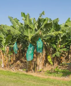 3 Gros Michel Banana Starter Plugs - Heirloom Live Plant, Fast Growing - Image 2