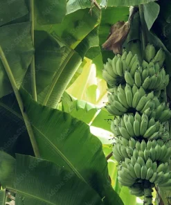 3 Gros Michel Banana Starter Plugs - Heirloom Live Plant, Fast Growing - Image 6