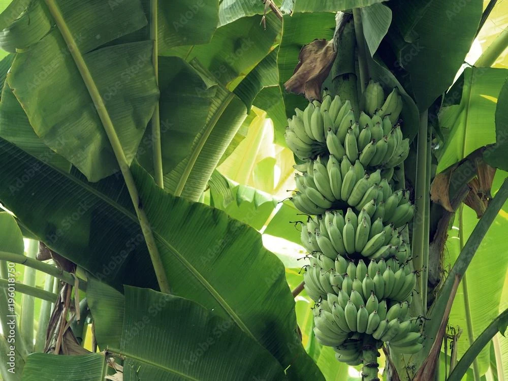 3 Gros Michel Banana Starter Plugs - Heirloom Live Plant, Fast Growing - Image 1