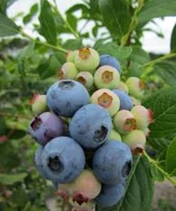 3 Heintooga Blueberry Starter Plug - Vaccinium formosum x - Highbush Berry Plant - Image 6