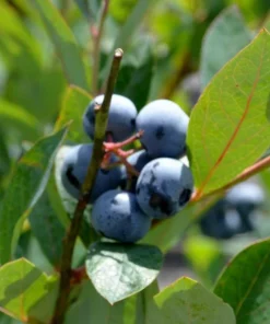 3 Heintooga Blueberry Starter Plug - Vaccinium formosum x - Highbush Berry Plant - Image 7