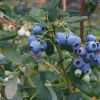 3 Heintooga Blueberry Starter Plug - Vaccinium formosum x - Highbush Berry Plant - Image 1