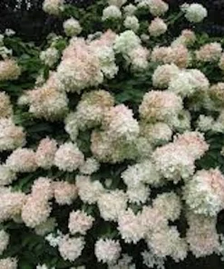 3 Hydrangea PeeGee 'Grandiflora' Bare Root Plants 6-12