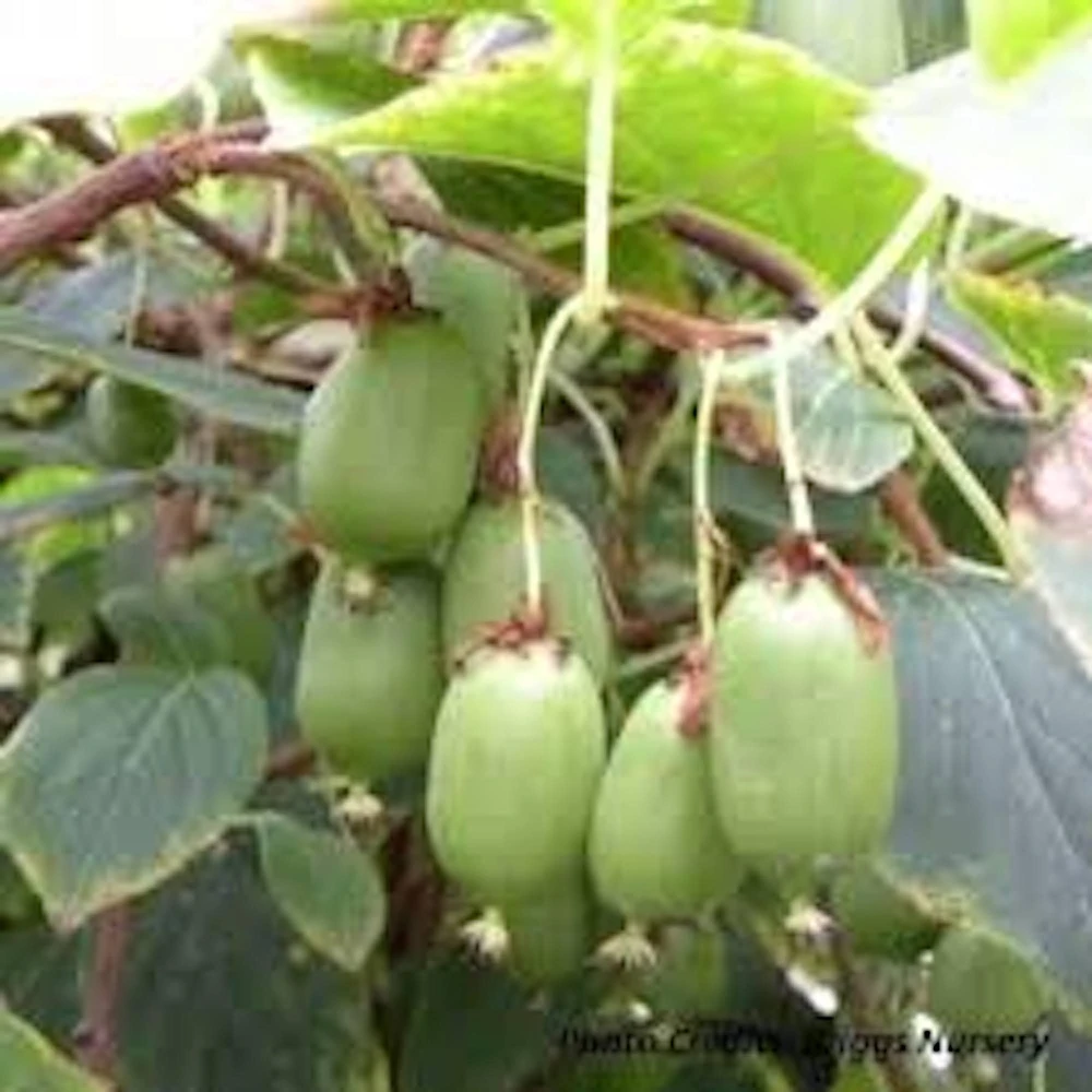 3 Issai Hardy Kiwi Plant - Self-Pollinating Fruit Vine Starter - Live Bare Root - Image 3