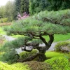 3 Japanese Black Pine (Pinus thunbergii) Bare Root Starter Trees Outdoor - Image 1
