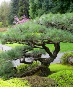 3 Japanese Black Pine (Pinus thunbergii) Bare Root Starter Trees Outdoor - Image 1