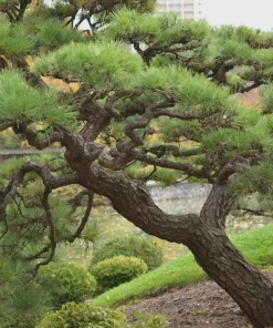 3 Japanese Black Pine (Pinus thunbergii) Bare Root Starter Trees Outdoor - Image 7