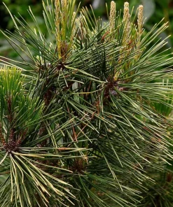 3 Japanese Black Pine (Pinus thunbergii) Bare Root Starter Trees Outdoor - Image 8