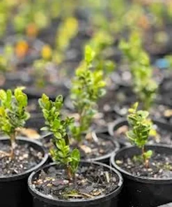 3 Japanese Boxwood Hedge Starter Plugs - Buxus microphylla var. japonica Live Plants, 2-4