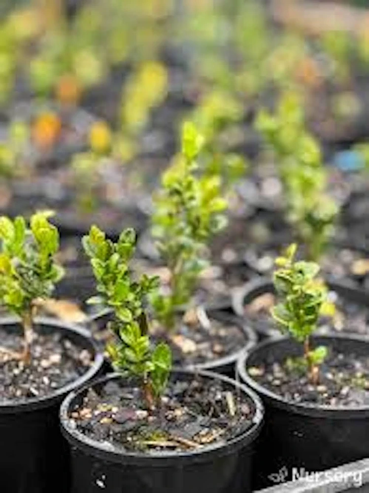 3 Japanese Boxwood Hedge Starter Plugs - Buxus microphylla var. japonica Live Plants, 2-4" Tall - Image 2