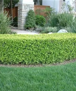 3 Japanese Boxwood Hedge Starter Plugs - Buxus microphylla var. japonica Live Plants, 2-4