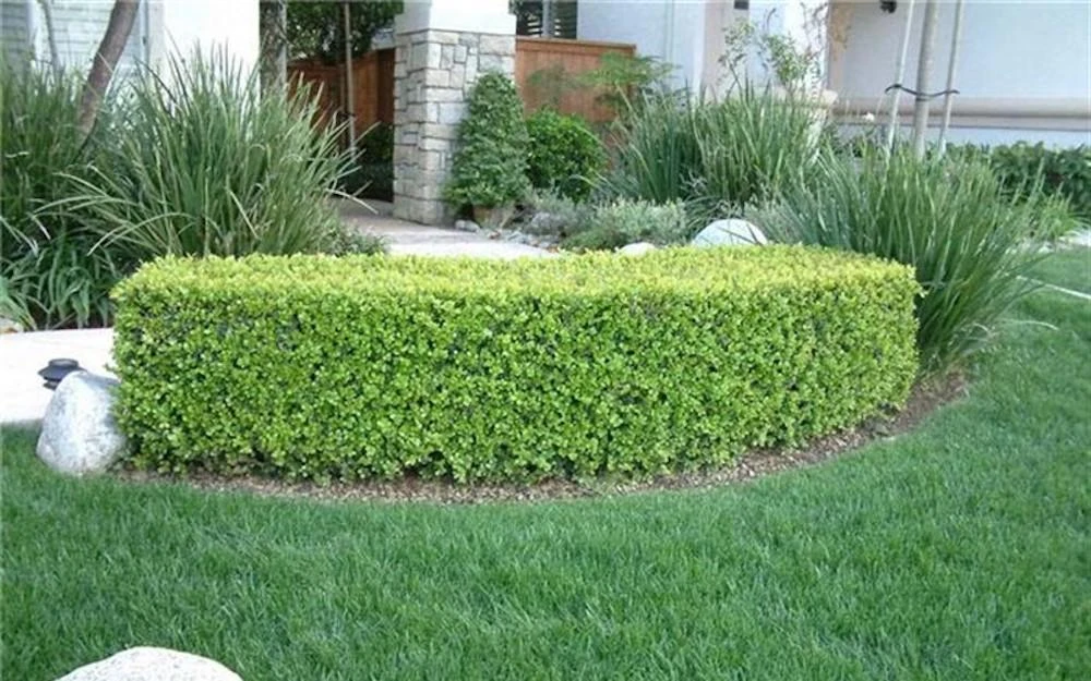 3 Japanese Boxwood Hedge Starter Plugs - Buxus microphylla var. japonica Live Plants, 2-4" Tall - Image 3