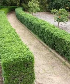 3 Japanese Boxwood Hedge Starter Plugs - Buxus microphylla var. japonica Live Plants, 2-4