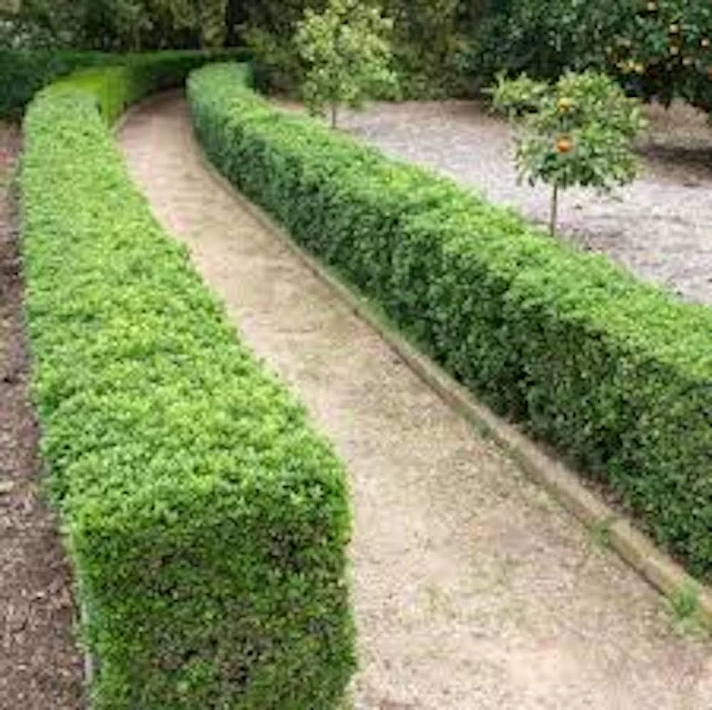 3 Japanese Boxwood Hedge Starter Plugs - Buxus microphylla var. japonica Live Plants, 2-4" Tall - Image 4