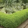 3 Japanese Boxwood Hedge Starter Plugs - Buxus microphylla var. japonica Live Plants, 2-4" Tall - Image 1