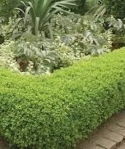 3 Japanese Boxwood Hedge Starter Plugs - Buxus microphylla var. japonica Live Plants, 2-4