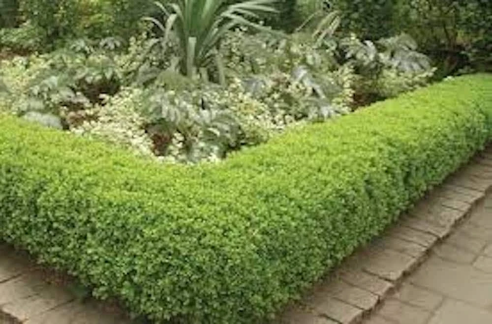 3 Japanese Boxwood Hedge Starter Plugs - Buxus microphylla var. japonica Live Plants, 2-4" Tall - Image 1