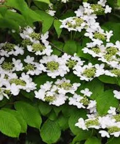 3 Japanese Snowball Viburnum Plicatum Live Plant – 12-24in Tall – Outdoor Shrub - Image 3