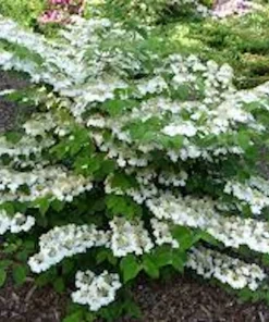 3 Japanese Snowball Viburnum Plicatum Live Plant – 12-24in Tall – Outdoor Shrub - Image 4