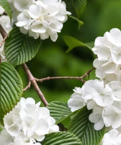 3 Japanese Snowball Viburnum Plicatum Live Plant – 12-24in Tall – Outdoor Shrub - Image 1