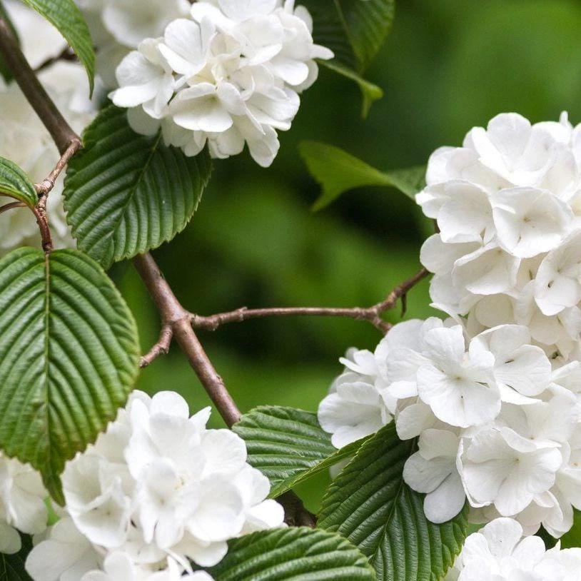 3 Japanese Snowball Viburnum Plicatum Live Plant – 12-24in Tall – Outdoor Shrub - Image 1