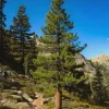 3 Jeffrey Pine Bare Root Trees 6-12" Tall – Pinus jeffreyi Starter Plant - Image 1