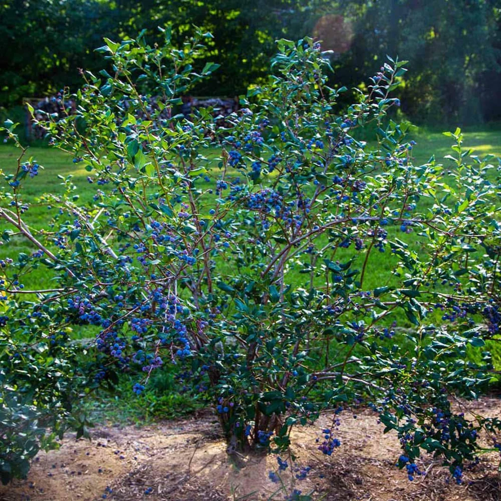 3 Jewel Blueberry Live Plant - Southern Highbush Vaccinium corymbosum - Image 3