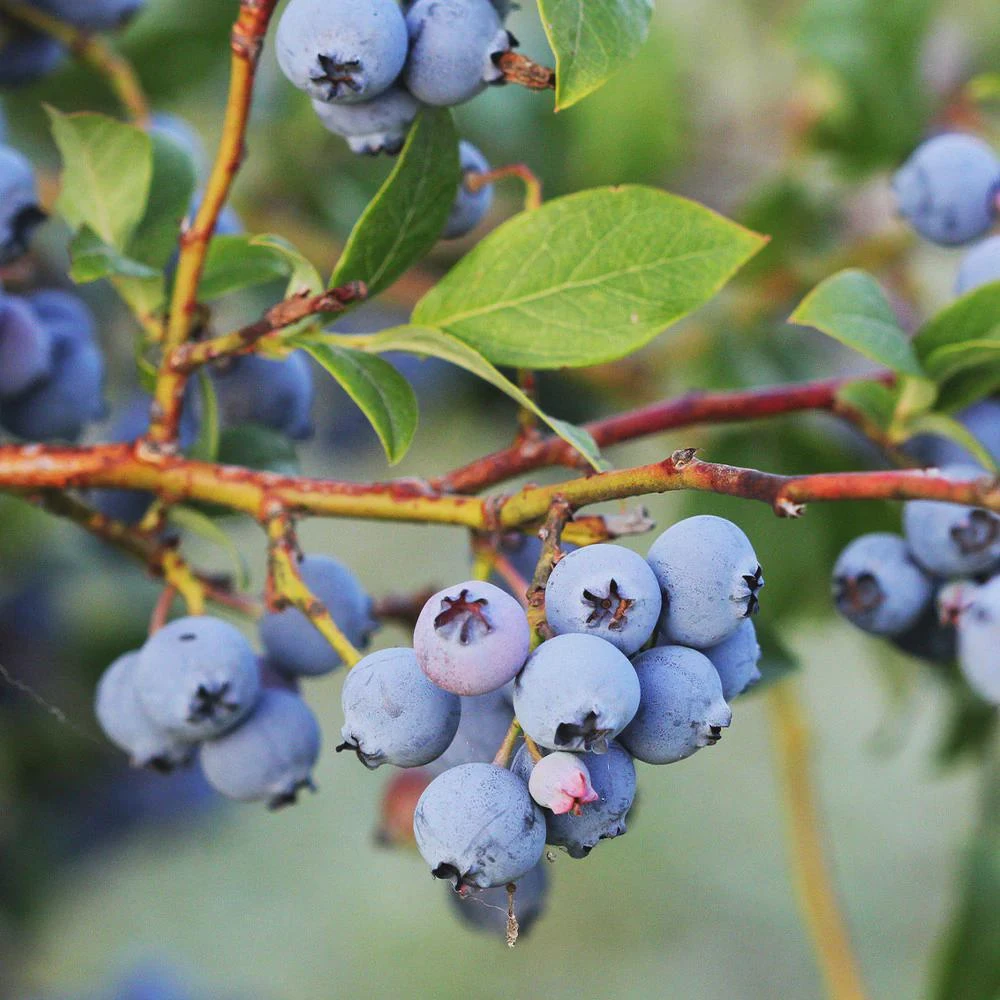3 Jewel Blueberry Live Plant - Southern Highbush Vaccinium corymbosum - Image 6