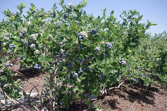 3 Jewel Blueberry Live Plant - Southern Highbush Vaccinium corymbosum - Image 8