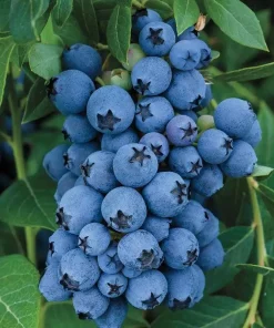 3 Jewel Blueberry Live Plant - Southern Highbush Vaccinium corymbosum - Image 1