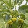 3 Kadota Fig Tree Starter Plug Ficus carica 'Kadota' - Sweet Fruit Plant - Image 1