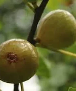 3 Kadota Fig Tree Starter Plug Ficus carica 'Kadota' - Sweet Fruit Plant - Image 3