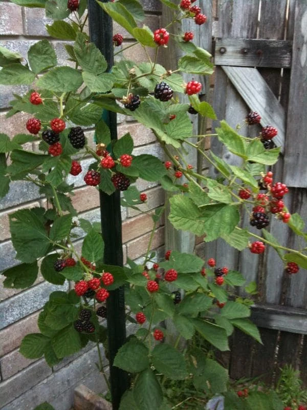 3 Kiowa Blackberry Starter Plug Live Plants - Large, Sweet Berries - Image 4