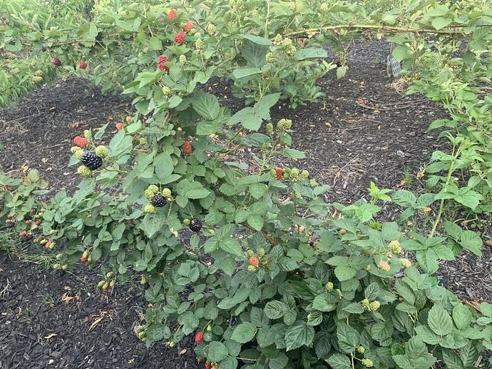 3 Kiowa Blackberry Starter Plug Live Plants - Large, Sweet Berries - Image 7
